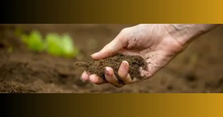 Strategies for Soil Conditioning